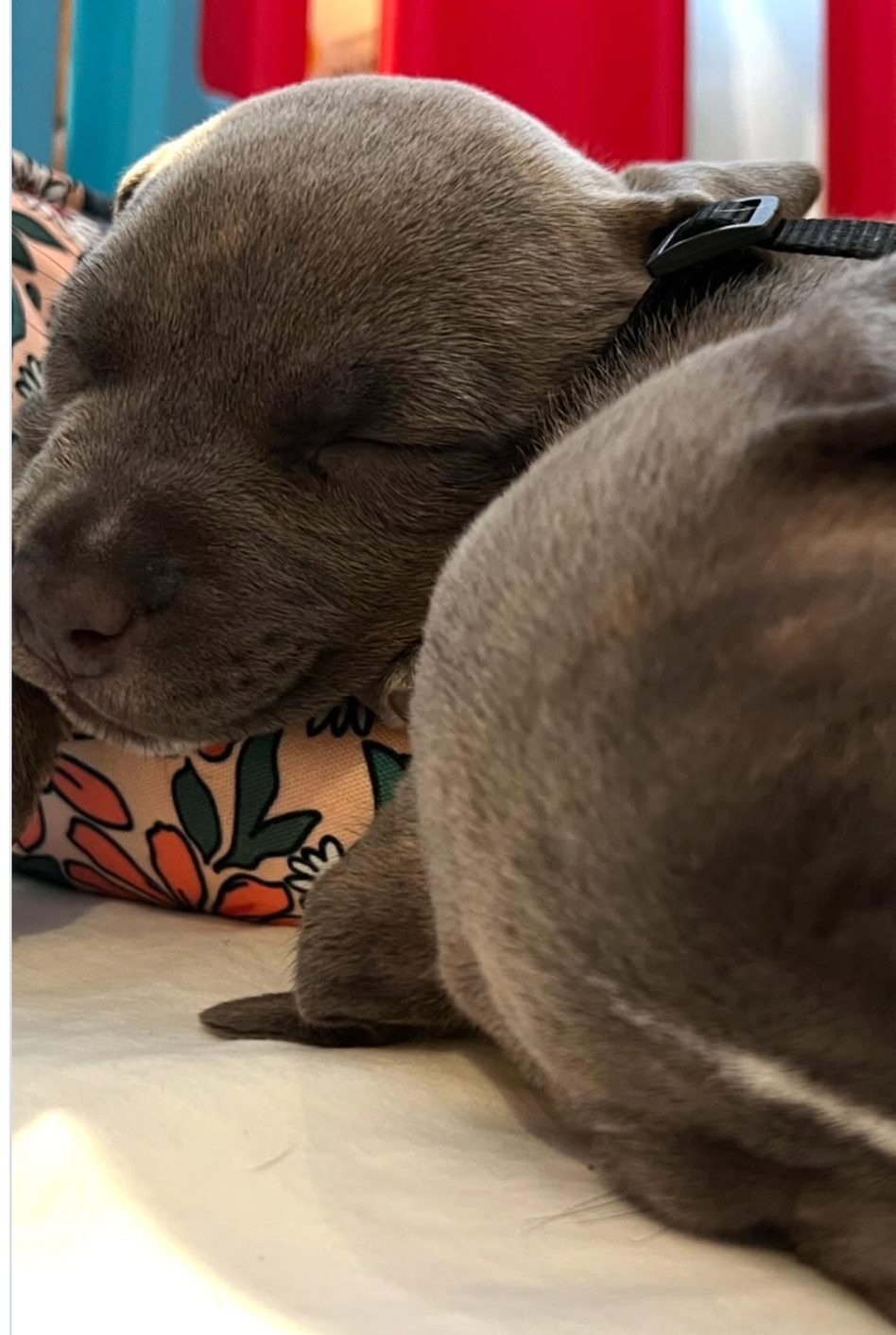 Hermy resting after a day together